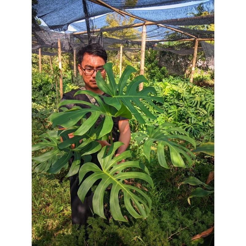 Monstera Brazilian Form Banyak