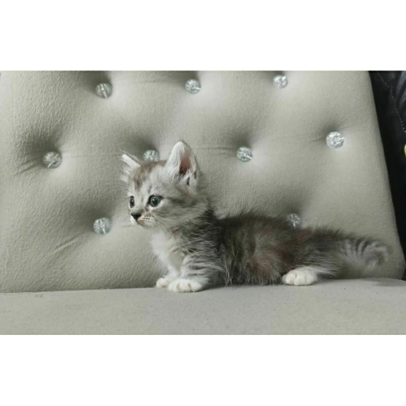 Kucing kitten Munchkin jantan
