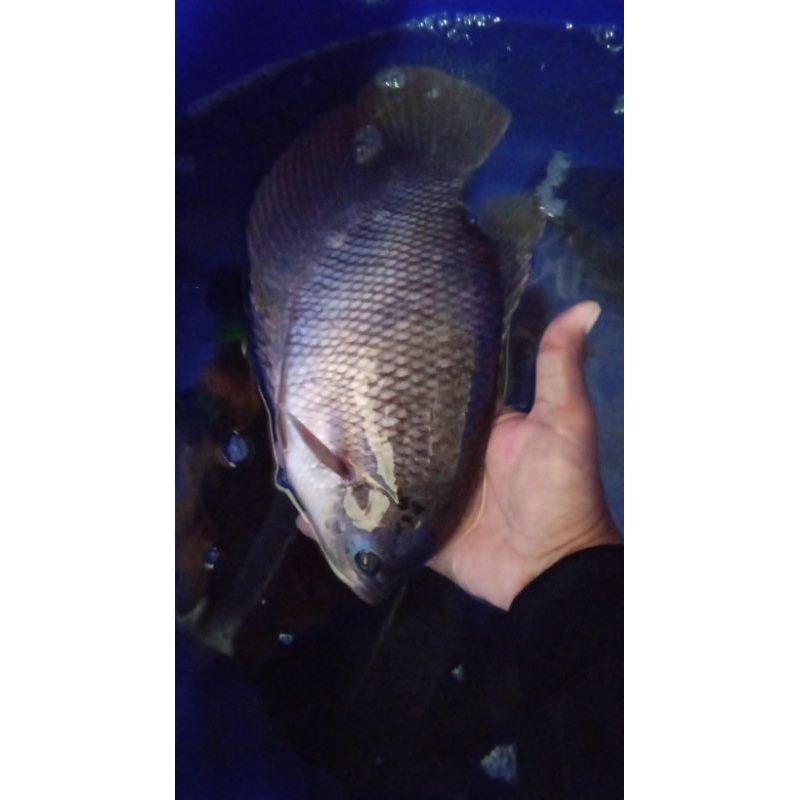 

ikan gurame segar hidup