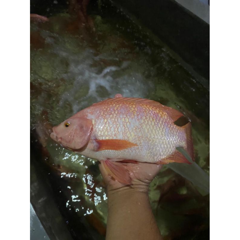 

ikan nila segar hidup