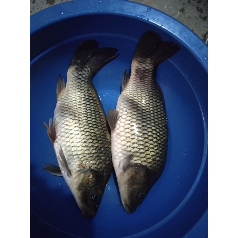

ikan mas segar hidup