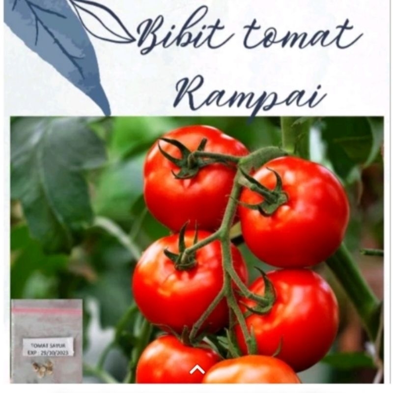 

35 biji tomat rampai/ tomat sayur sambal