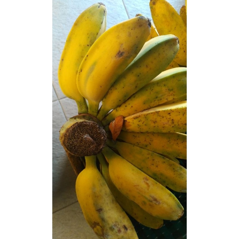 

pisang kepok