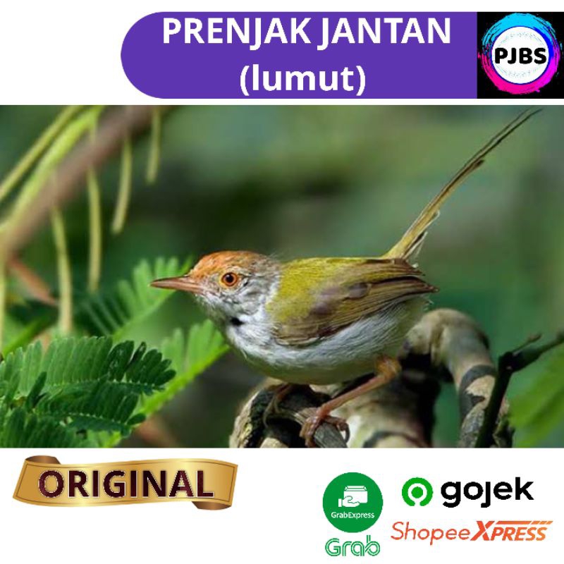 BURUNG PRENJAK BAWAH JANTAN LUMUT bukan atas ciblek kristal