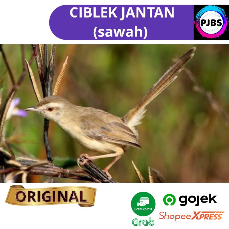 BURUNG CIBLEK SAWAH JANTAN bukan prenjak kristal atas bawah