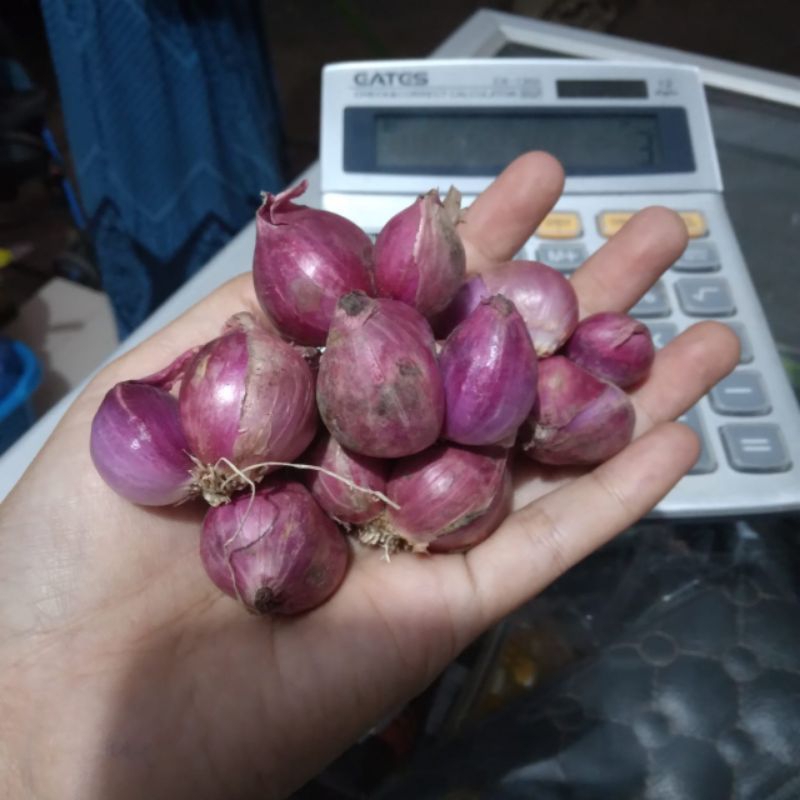 

bawang merah