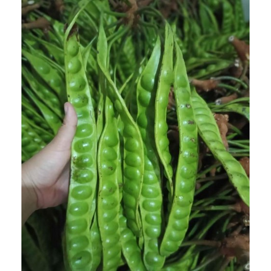 

Paket Hemat Pete Segar Langsung Dari Pohon Petai Segar 2 Dompol Isi 20 Lonjor