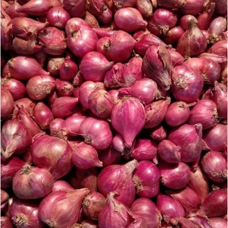 

Bawang Merah atau Brambang Asli Dari Petani 1kg