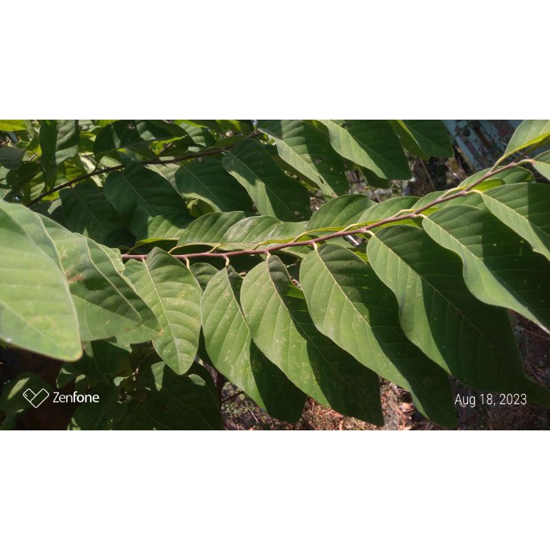 

obat herbal daun srikaya segar organik 100 lembar