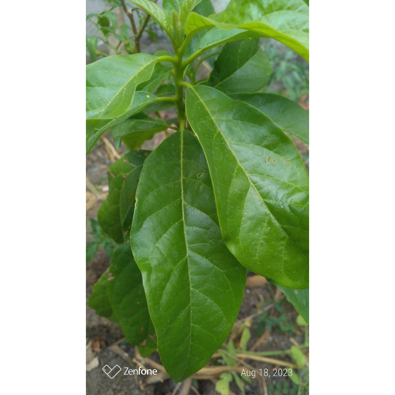 

obat herbal daun alpukat segar organik 100 lembar