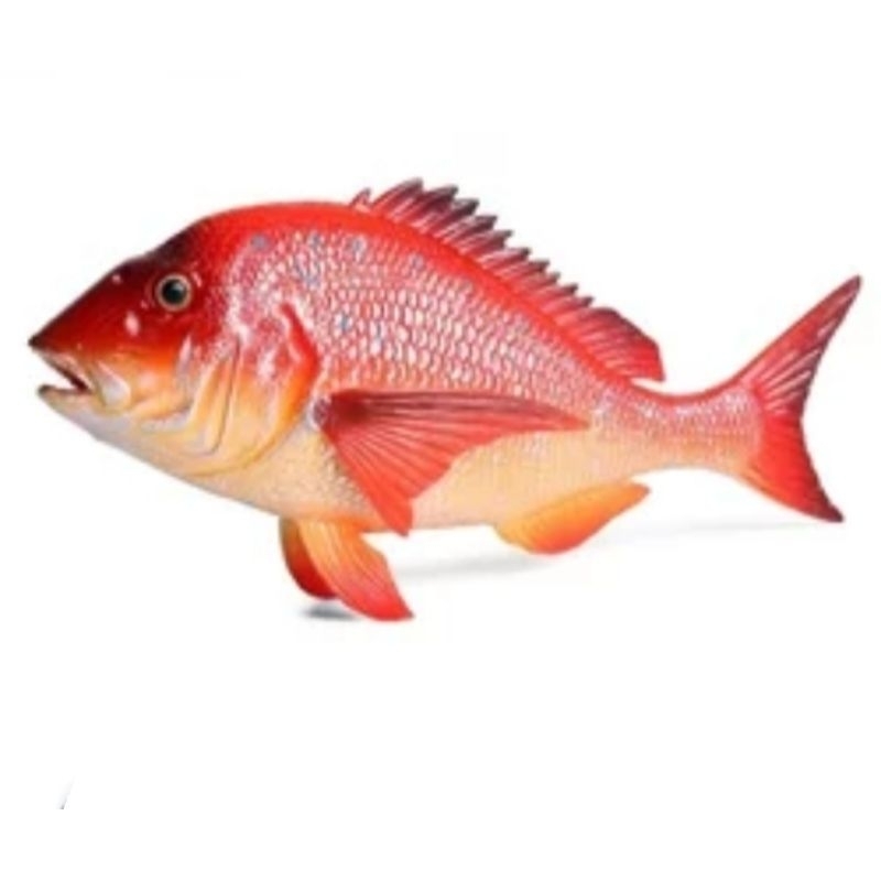 

Ikan Kakap Merah Premium SegarFresh 1Kg