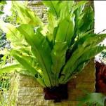 KADAKA HUTAN