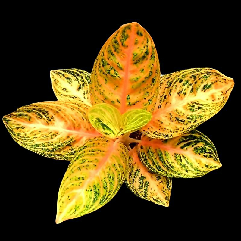 Aglonema Widuri Orange Langka Besar