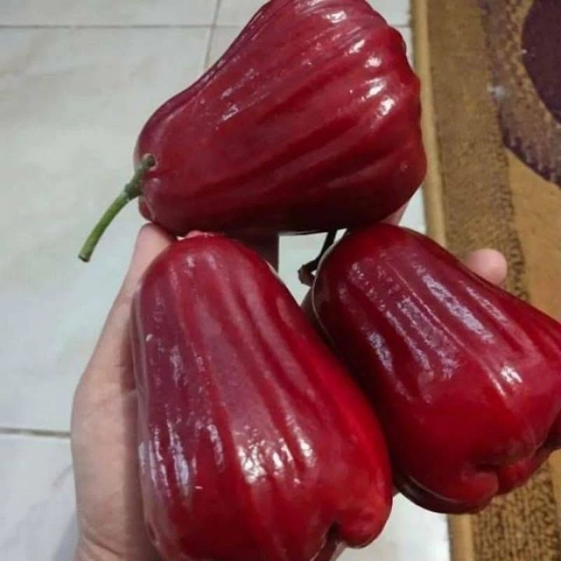 

Bibit Jambu Air Citra Jumbo Hasil Okulasi Asli Buatan Sendiri