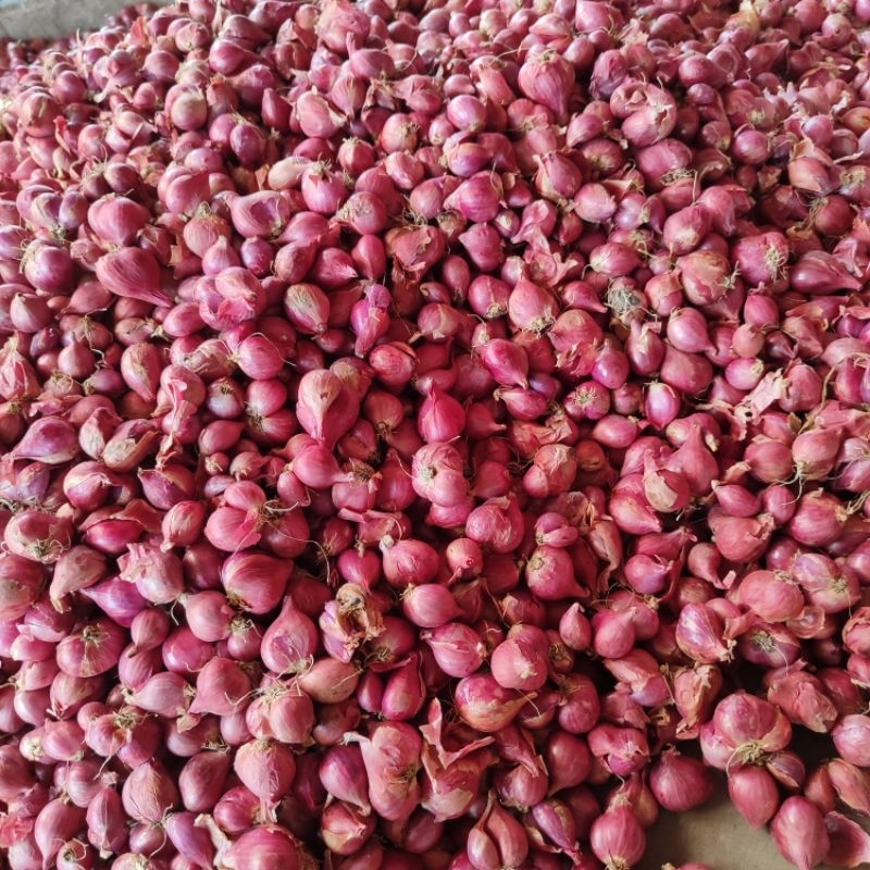 

bawang merah super besar harga murah