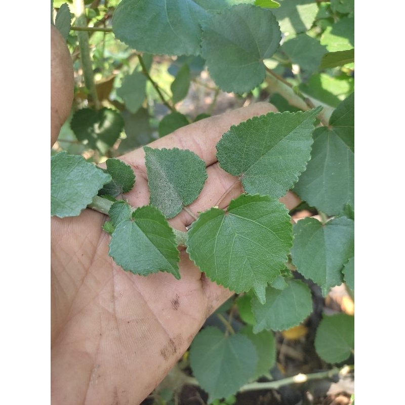 waru india batang putih bahan bonsai hasil cangkok