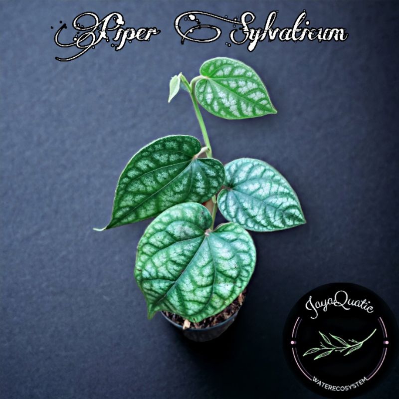 PIPER SYLVATICUM - TANAMAN HIAS RAMBAT PALUDARIUM TERRARIUM INDOORPLANT CLIMBINGPLANT