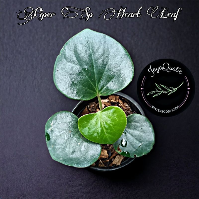PIPER SP HEART LEAF - TANAMAN HIAS RAMBAT PALUDARIUM TERRARIUM INDOORPLANT CLIMBINGPLANT