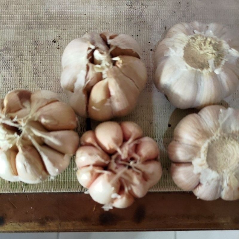 

BAWANG PUTIH MURAH BERKUALITAS