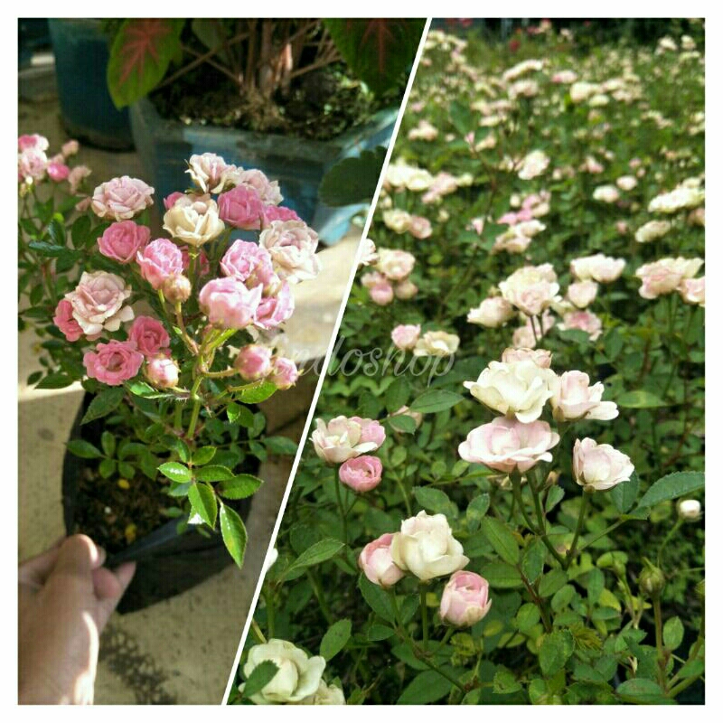 Bunga Baby Rose / Tanaman hias bunga Mawar Mini babyrose