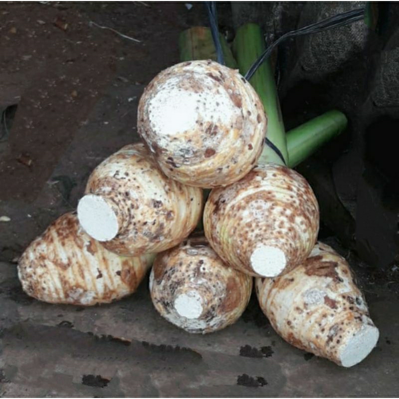 TALAS BOGOR (Mentega & Ketan)