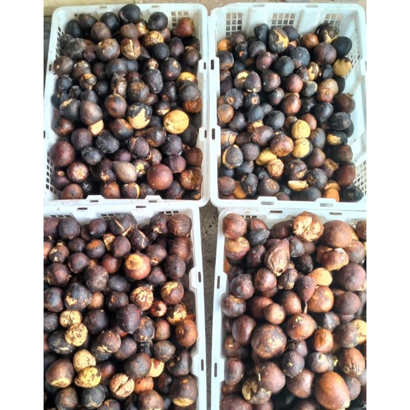 

biji alpukat isi 50 biji berat 2 kg