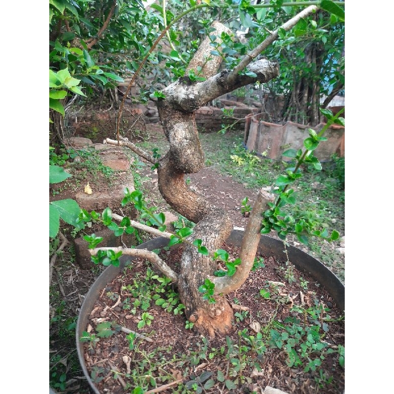 Bonsai sancang meliuk