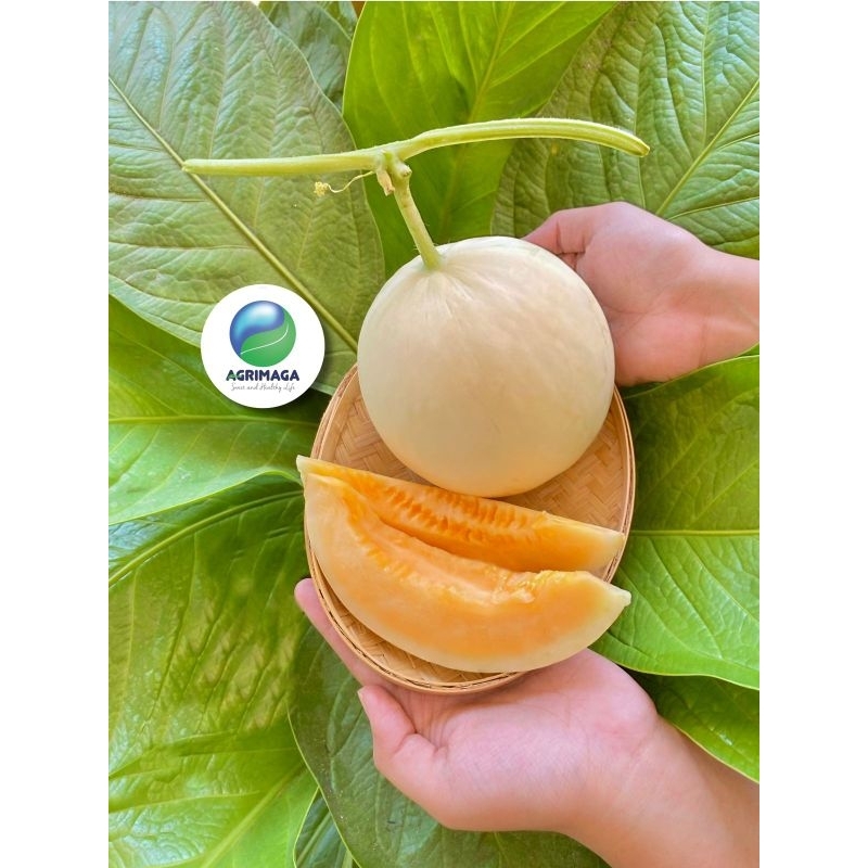 

Melon Sweet Honey