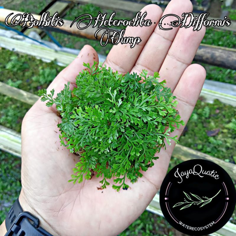 Mini Bolbitis Heteroclita Difformis Clump - Tanaman Aquascape Paludarium Terrarium Vivarium Indoorpl