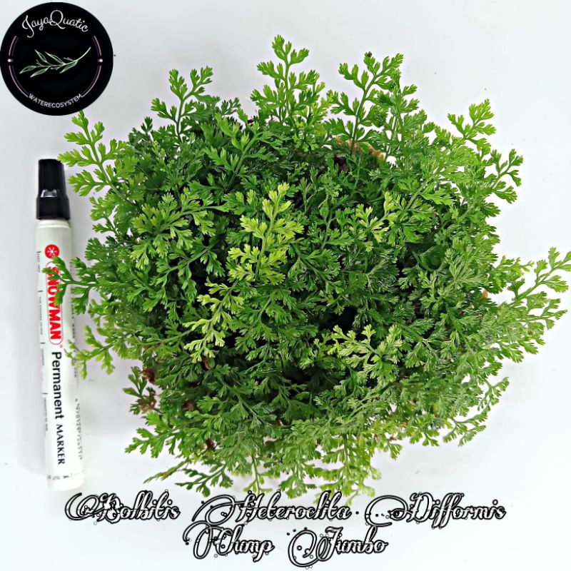 Bolbitis Heteroclita Difformis Clump Jumbo - Tanaman Aquascape Paludarium Terrarium Vivarium Indoorp