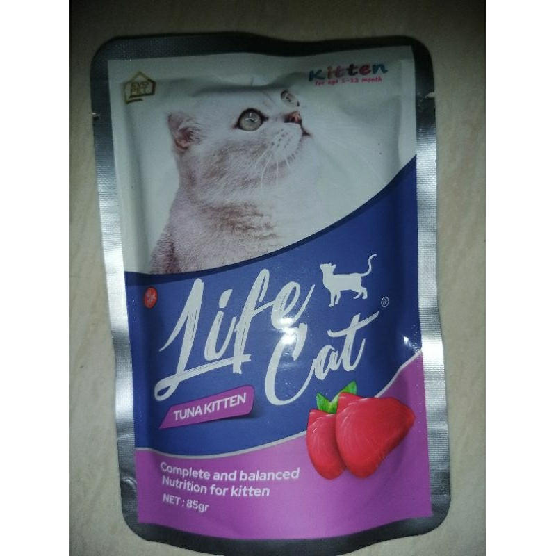 Life Cat Kitten