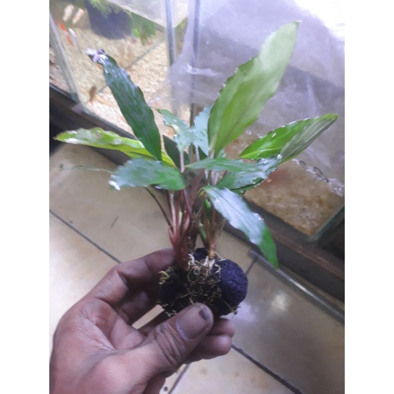 anubias mèdia wabikusa aquascape aquarium