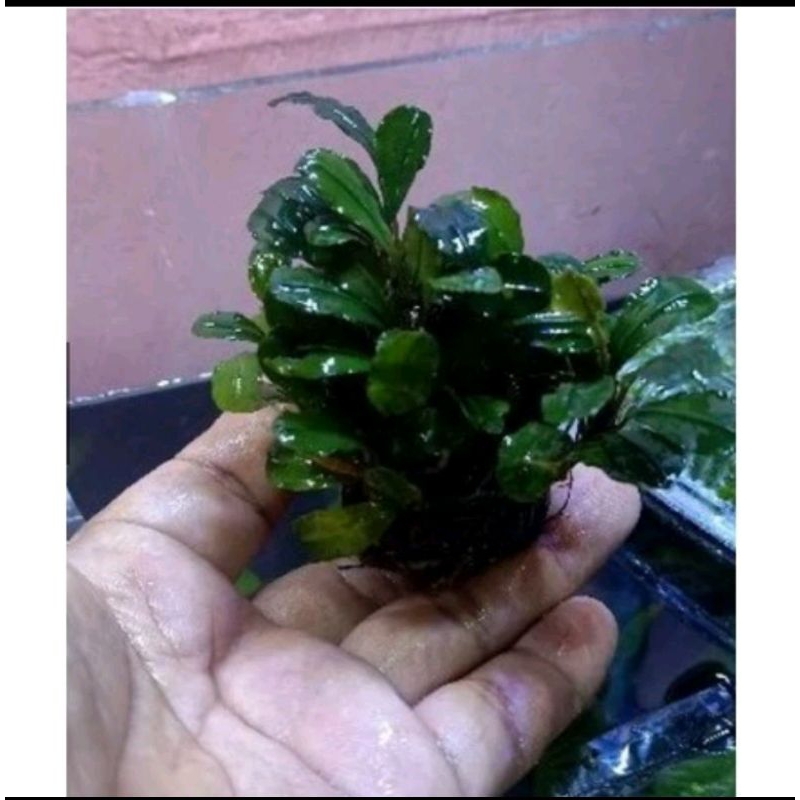 Bucephalandra mèdia wabikusa aquascape