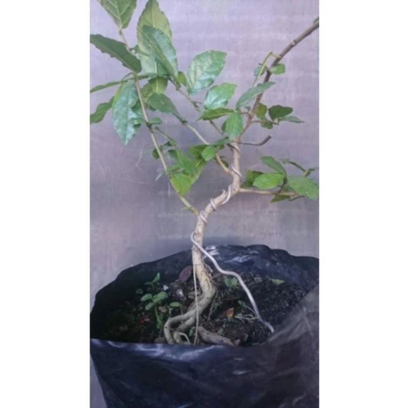 Bibit Bahan Bonsai Serut Dari Semai Biji Berkwalitas