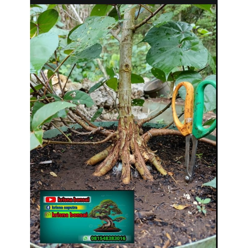 bahan bonsai waru India prokar waru Taiwan pecah batang bogel