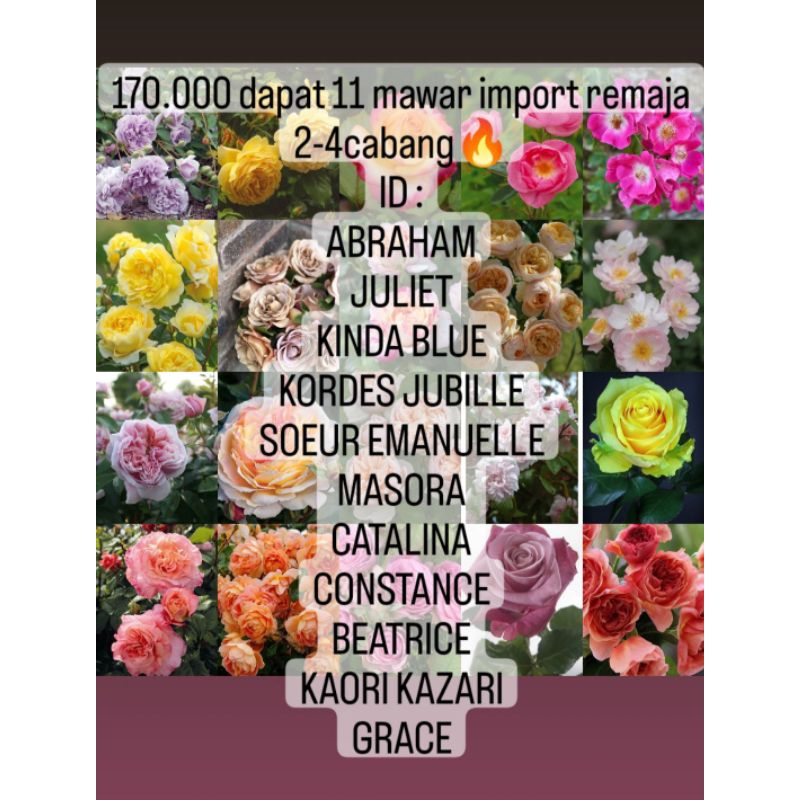 PROMO 11 pohon mawar import - mawar import murah - tanaman hias