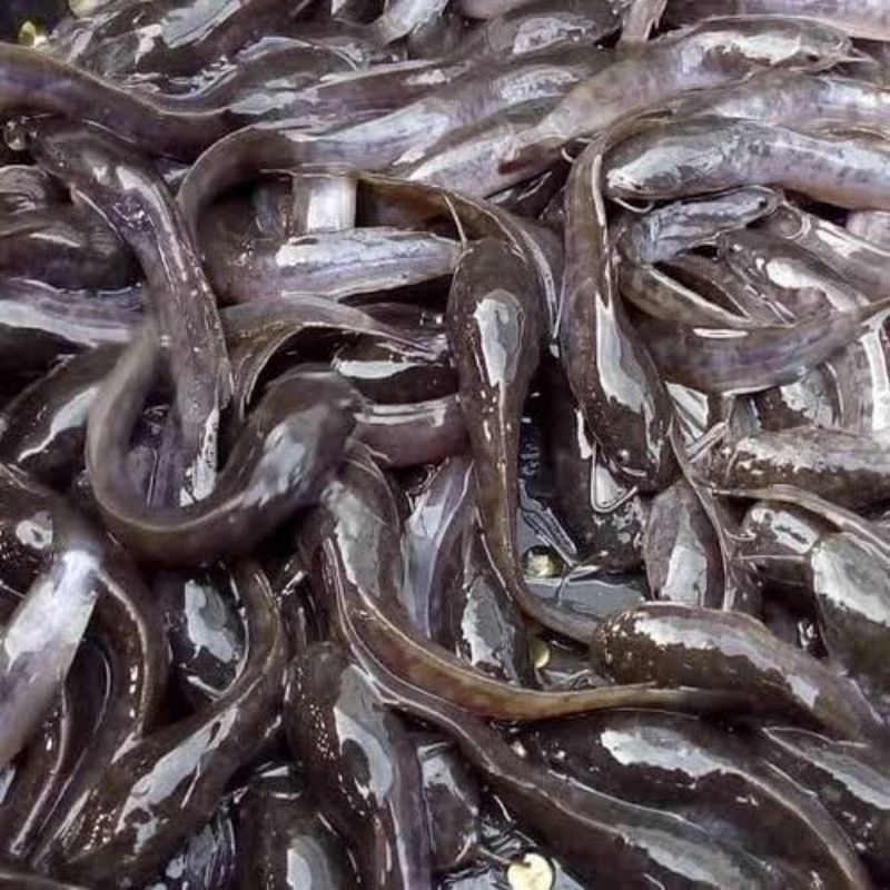 Bibit lele hitam / lele putih