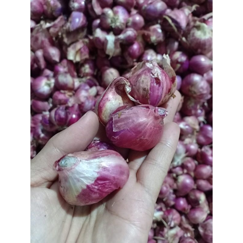 

Bawang merah 1 kg