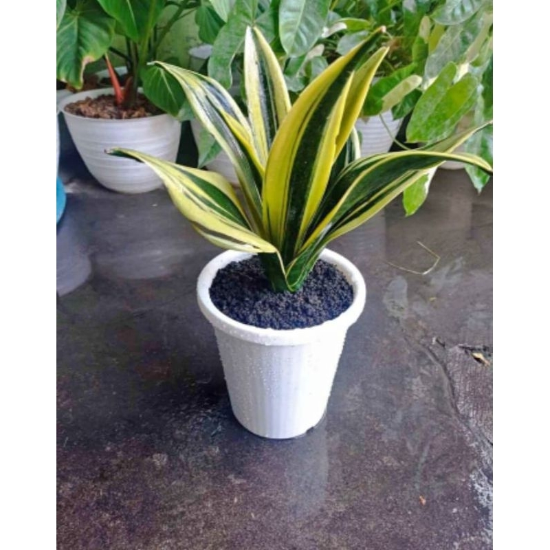 Tanaman Sansevieria Gold Flame