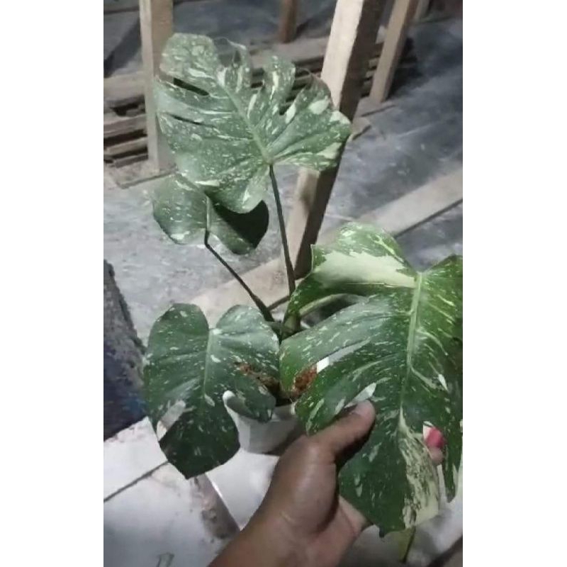 Monstera Thailand / Monthai