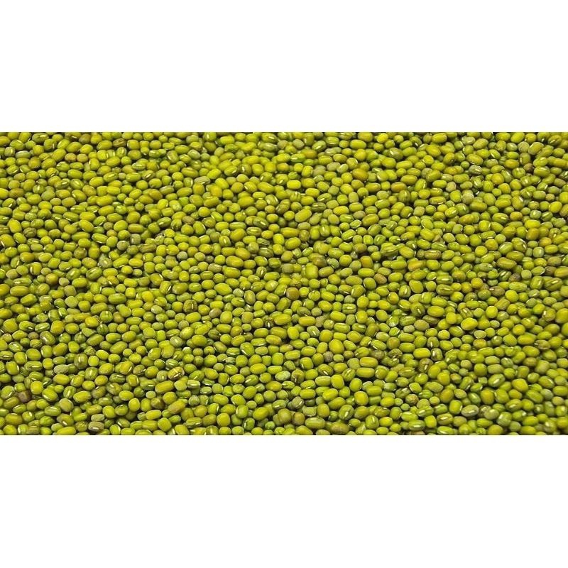 

kacang hijau lokal