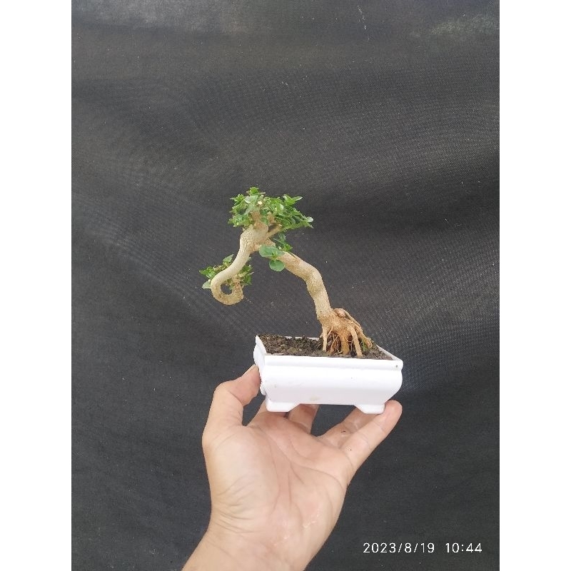 Bahan bonsai shito dan mame sancang