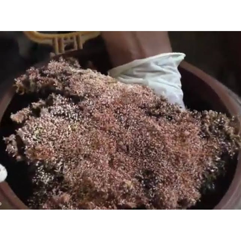 

jamur jakaba 300gram