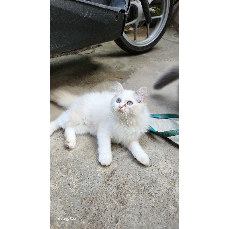 kitten persia Himalaya betina