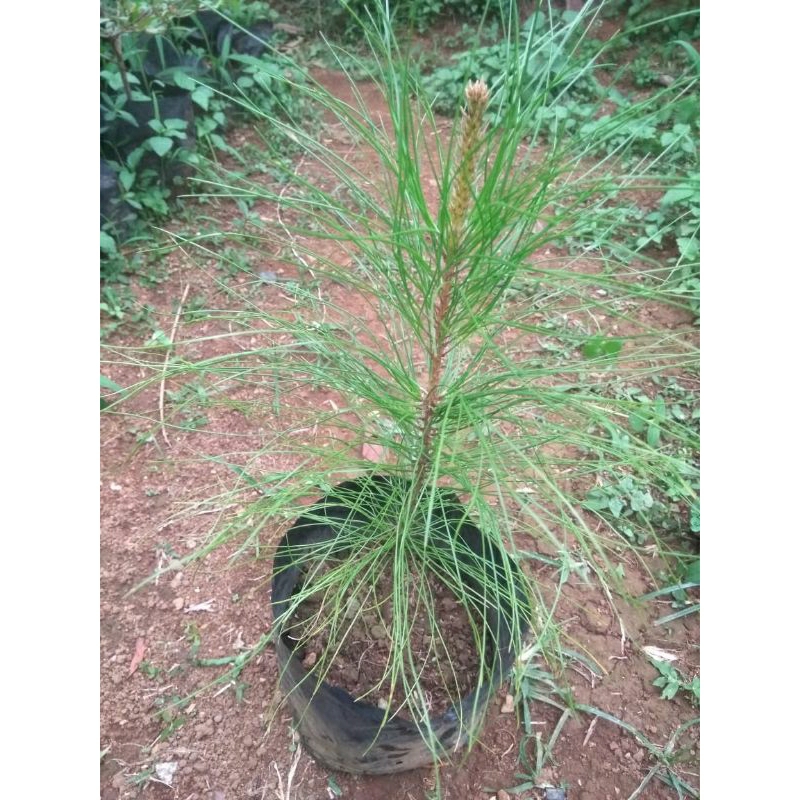 Bibit pohon Pinus merkusi /Cemara pinus