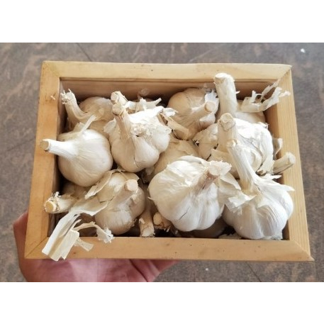 

Bawang Putih KATING Bonggol Alami Fragrant Garlic Grade A 50 gr