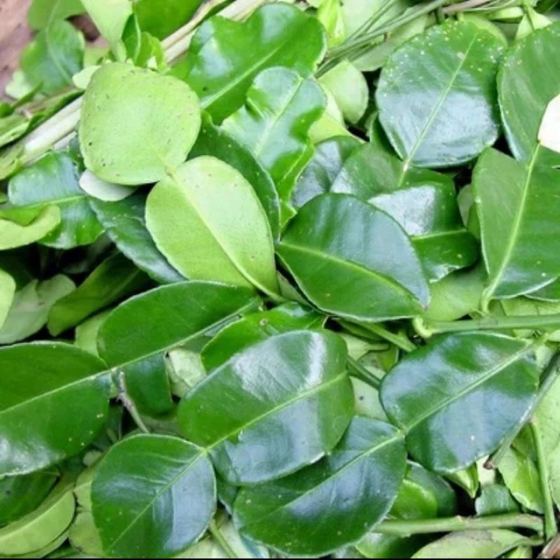 

Daun Jeruk Purut Segar Fresh 1 Helai
