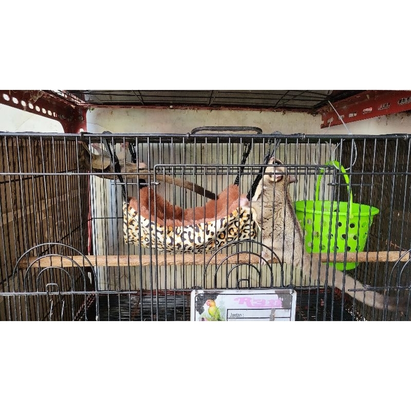 SugarGliderClassicGrey