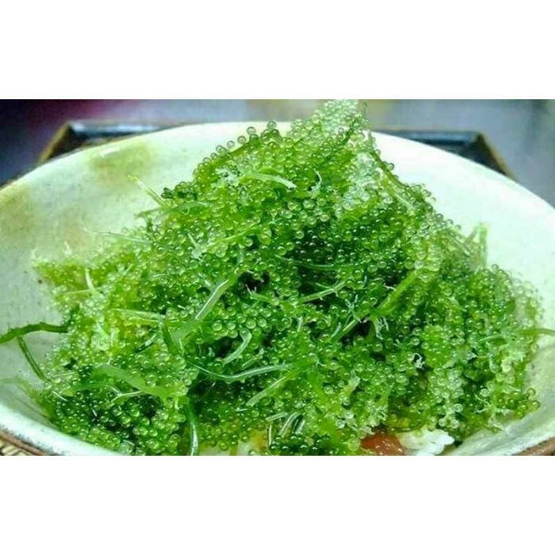

Lattoh lawi lawi anggur laut sea grapes vegan