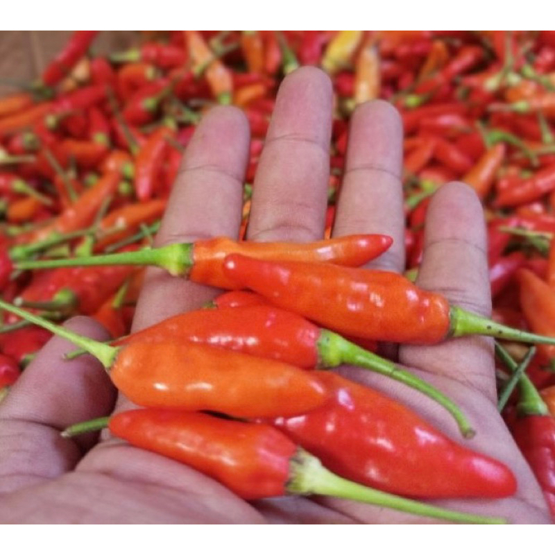 

Cabe Merah Segar Super 250gr - Dewi Sri Mart